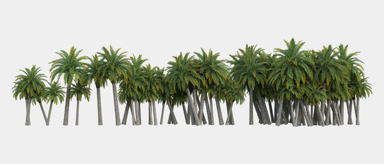 Palm trees isolated. Image useful for banners, posters or photo maipulations. 3d rendering. Illustration