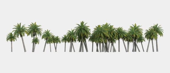 Palm trees isolated. Image useful for banners, posters or photo maipulations. 3d rendering. Illustration