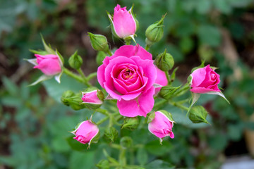 Pink roses blooming in garden