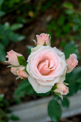 soft pink and white roses blooms in the garden