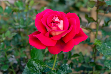 Red roses blooming in garden