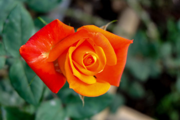 beautiful orange rose blooms in the garden