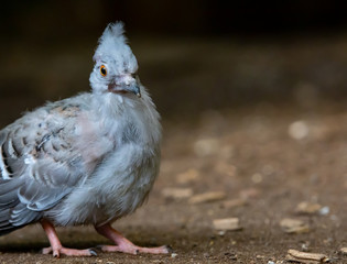 pigeon on the ground, pigeon (Ocyphaps lophotes)