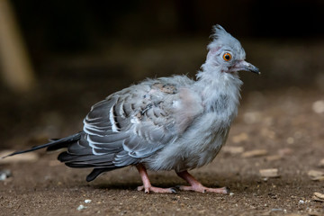 pigeon (Ocyphaps lophotes)