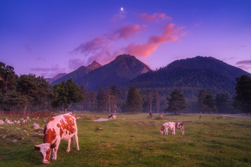 Nature mountains landscape at evening. Cow eating grass. Vibrant colors in the evening
