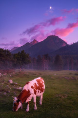 Nature mountains landscape at evening. Cow eating grass. Vibrant colors in the evening