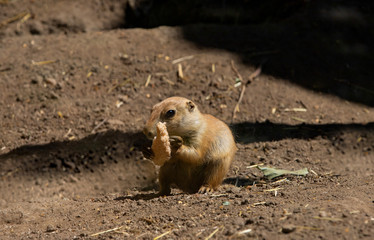 Naklejka na ściany i meble prairie dog, young mongoose with food in its paws, funny situation