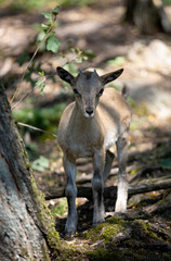 young deer in the forest
