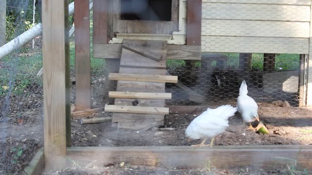 chickens in coop