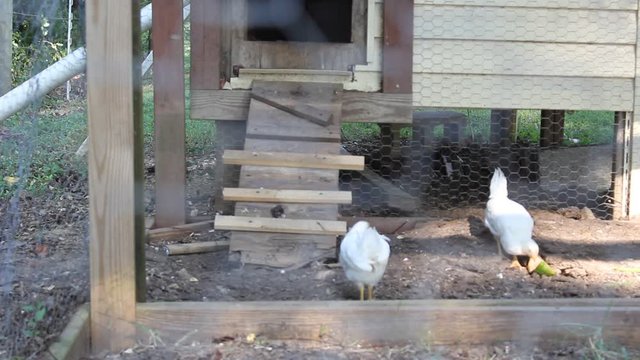 chickens in coop