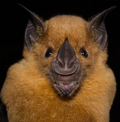 The greater spear-nosed bat (Phyllostomus hastatus) is a bat species of the family Phyllostomidae from South and Central America. It is one of the larger bats of this region and is omnivorous.