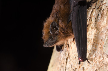 Obraz premium The chestnut sac-winged bat, or Wagner's sac-winged bat (Cormura brevirostris) is a species of sac-winged bat native to South and Central America. It is the only species within its genus.