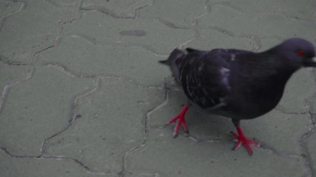 A bunch of city pigeons are pecking breadcrumbs on the block-stones.