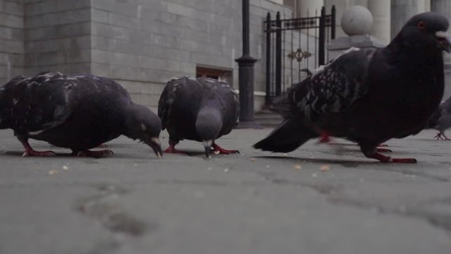 A bunch of city pigeons are pecking breadcrumbs on the block-stones.