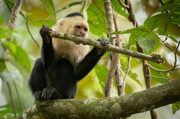 Obraz premium Monkey in Costa Rica 