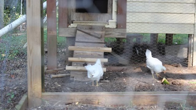chickens in coop