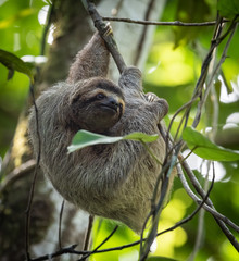 Sloth in Costa Rica 