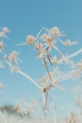 Dried flowers in desert with vintage colors