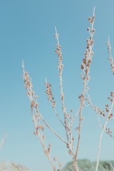 Dried flowers in desert with vintage colors