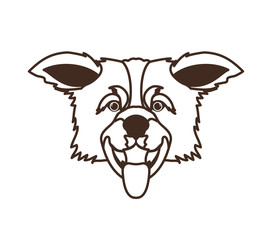 head of cute border collie dog on white background