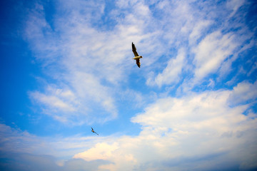 青空を飛ぶカモメ