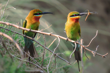 Pairs of bird