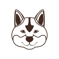 head of cute akita inu dog on white background