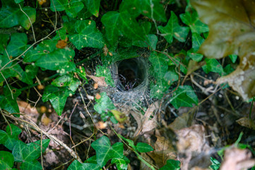 Spider Hole