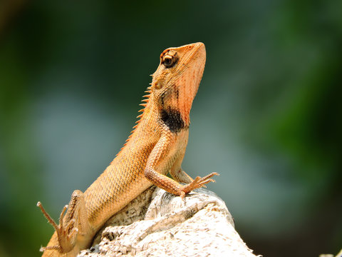 Lizard emjoy sunset