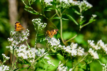 Open wings