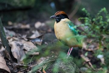 Hooded Pitta in its natural environment