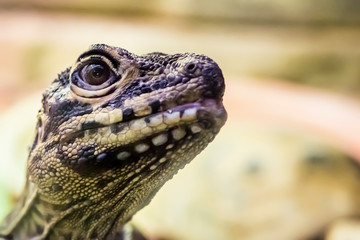 Close up of a lizard.