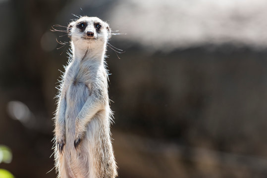 Meerkat standing up and looking around.