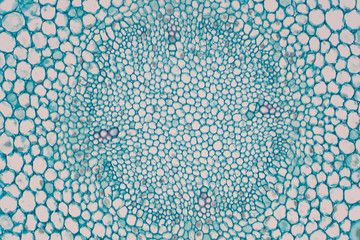 Cross sections of plant root under microscope view.