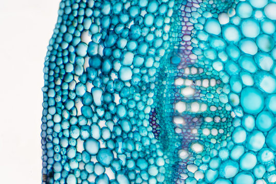 Cross sections of plant stem under microscope view.