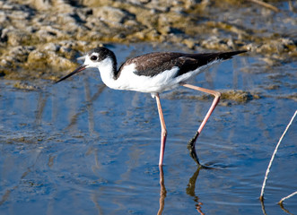 Black necked stilt Bear River Bird Refuge