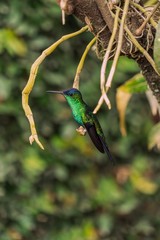 Beija-Flor Colibri verde na árvore