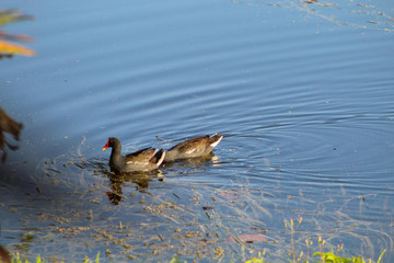 Ducks in the lake