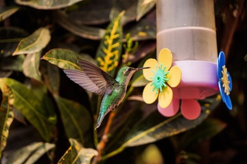 Lindo Beija-Flor Colibri verde voando