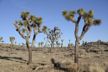Obraz premium Joshua Trees