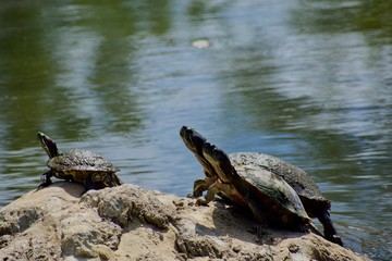 Three turtles sitting on a rock