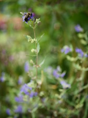 Bee on purple flower with bokeh leaf background