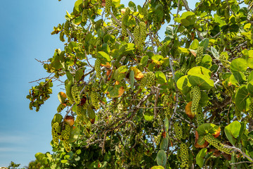 Green beach grape growing on tree branches with leaves down up view 