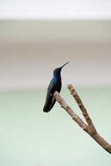Beija-Flor Colibri Azul sentado no galho da árvore sozinho