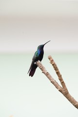 Beija-Flor Colibri Azul sentado no galho da árvore sozinho