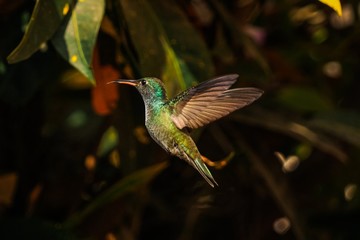 Lindo Beija-Flor Colibri verde voando