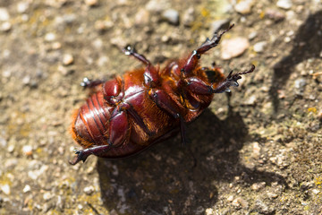 European rhinoceros beetle (Oryctes nasicornis) is a large flying beetle belonging to the subfamily...