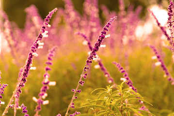 lavender flower field, close up, sunset 
