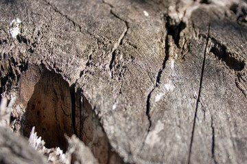 Old saw cut wood closeup. A side view of a jagged on a tree trunk cut.
