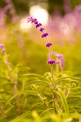 lavender flower field, close up, sunset 